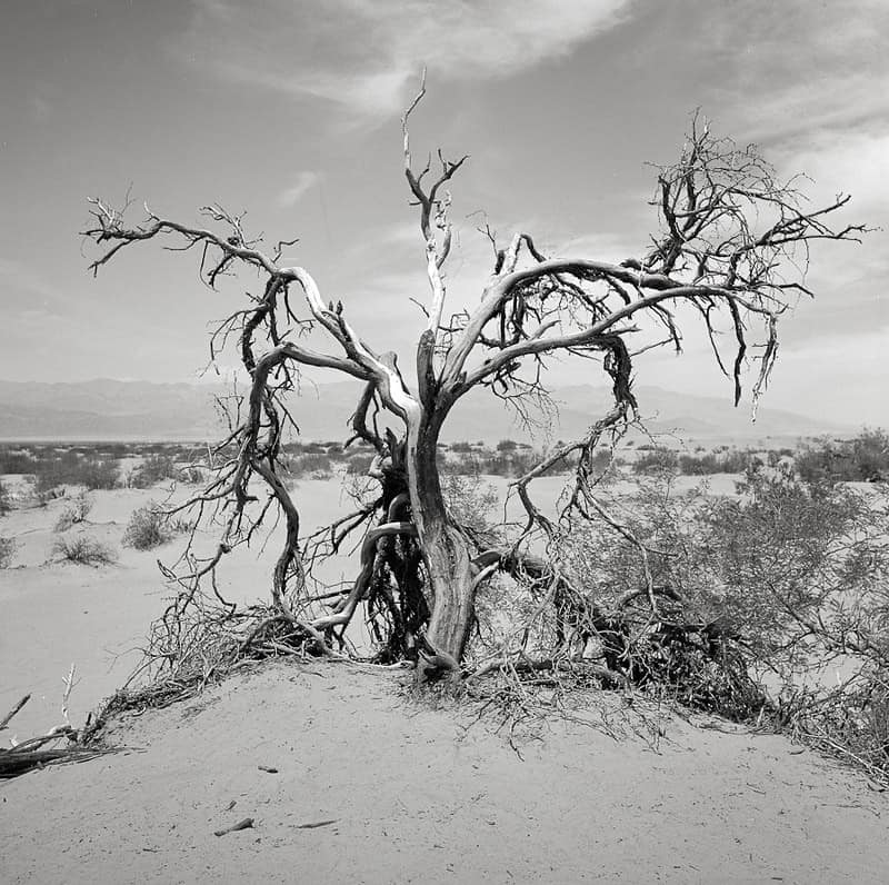 Tree in Death Valley America